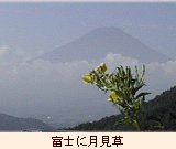 tsukimi.jpg